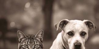 Mačke osjete kad vam dolazi bolest, a psi kad vam dolazi loša osoba: Evo kako životinje skeniraju energiju