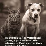 Evo kako životinje primjećuju ono što nama promakne