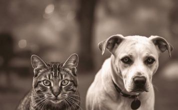 Evo kako životinje primjećuju ono što nama promakne