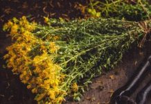 PROTIV NAPADA STRAHA I STRESA: Ne zaboravite da sljedeće biljke mogu pobijediti anksioznost, strah i stres…