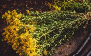 PROTIV NAPADA STRAHA I STRESA: Ne zaboravite da sljedeće biljke mogu pobijediti anksioznost, strah i stres…