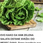 EVO KAKO DA VAM ZELENA SALATA OSTANE SVEŽA I DO MESEC DANA: Samo ispoštuje ovo jednostavno pravilo!