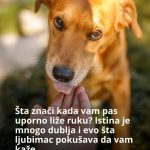Šta znači kada vam pas uporno liže ruku? Istina je mnogo dublja i evo šta ljubimac pokušava da vam kaže