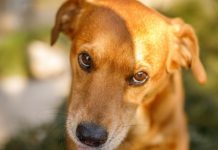 Šta znači kada vam pas uporno liže ruku? Istina je mnogo dublja i evo šta ljubimac pokušava da vam kaže