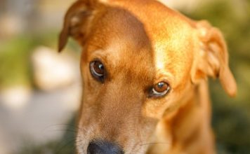 Šta znači kada vam pas uporno liže ruku? Istina je mnogo dublja i evo šta ljubimac pokušava da vam kaže