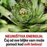 NEUNIŠTIVA ENERGIJA: Čaj od ove biljke vam može pomoći kod svih bolova! Evo kako da ga spremite