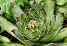 NEUNIŠTIVA ENERGIJA: Čaj od ove biljke vam može pomoći kod svih bolova! Evo kako da ga spremite