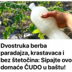 Dvostruka Berba Paradajza, Krastavaca I Bez Štetočina: Sipajte ovo u baštu!
