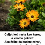 Cvijet koji raste kao korov, a veoma ljekovit: Ako želite da budete zdravi, ovo morate imati u dvorištu