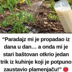 “Paradajz mi je propadao iz dana u dan… a onda mi je stari baštovan otkrio jedan trik iz kuhinje koji je potpuno zaustavio plamenjaču!” 🍅🥛