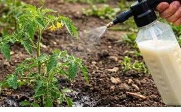 “Paradajz mi je propadao iz dana u dan… a onda mi je stari baštovan otkrio jedan trik iz kuhinje koji je potpuno zaustavio plamenjaču!” 🍅🥛