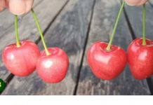 🍒 Nikada više nećete bacati peteljke od trešanja kada saznate ovo! 😲