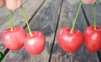 Ne bacaj peteljke od trešanja! Ovo je razlog zbog kojeg su jako korisne