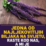 Jedna od najljekovitijih biljaka na svijetu, raste kod nas, a mi je ne primjećujemo