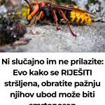 Ni slučajno im ne prilazite: Evo kako se RIJEŠITI stršljena, obratite pažnju njihov ubod može biti smrtonosan