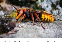 Ni slučajno im ne prilazite: Evo kako se RIJEŠITI stršljena, obratite pažnju njihov ubod može biti smrtonosan