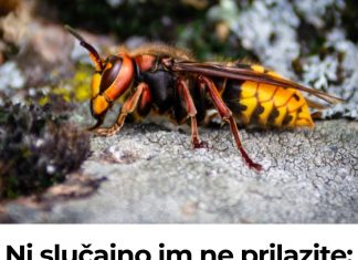 Ni slučajno im ne prilazite: Evo kako se RIJEŠITI stršljena, obratite pažnju njihov ubod može biti smrtonosan