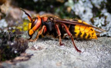 Ni slučajno im ne prilazite: Evo kako se RIJEŠITI stršljena, obratite pažnju njihov ubod može biti smrtonosan