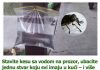 Stavite kesu sa vodom na prozor, ubacite jednu stvar koju svi imaju u kući – i više nikada nećete videti muhu