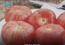 Stručnjaci upozoravaju: Ne stavljajte paradajz u frižider