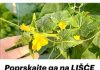 Poprskajte ga na LIŠĆE krastavca i paradajza: Žutilo prestaje i nestaje ODMAH!