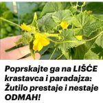 Poprskajte ga na LIŠĆE krastavca i paradajza: Žutilo prestaje i nestaje ODMAH!