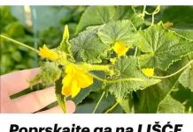 Poprskajte ga na LIŠĆE krastavca i paradajza: Žutilo prestaje i nestaje ODMAH!