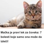 Mačka je pravi lek za čoveka: 7 bolesti koje samo ona može da izleči!