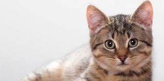 Mačka je pravi lek za čoveka: 7 bolesti koje samo ona može da izleči!