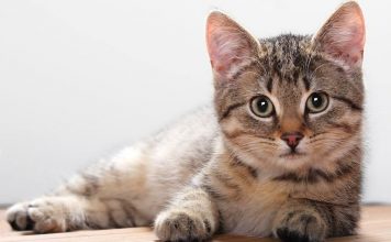 Mačka je pravi lek za čoveka: 7 bolesti koje samo ona može da izleči!
