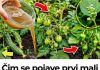 Zalijte paradajz i krastavac ovim rastvorom i rađaće do besvijesti: Baštovanski trik odmah djeluje