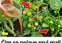 Zalijte paradajz i krastavac ovim rastvorom i rađaće do besvijesti: Baštovanski trik odmah djeluje