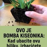OVO JE BOMBA KISEONIKA: Kad ubacite ovu biljku, izbacićete sve otrove iz doma