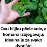 Ovu biljku pčele vole, a komarci izbjegavaju: Idealna je za svako dvorište