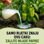 Samo rijetki znaju ovu caku: Zalijte mlade paprike ovim rastvorom i rodiće kao nikad prije!