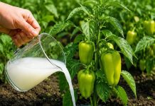 Samo rijetki znaju ovu caku: Zalijte mlade paprike ovim rastvorom i rodiće kao nikad prije!