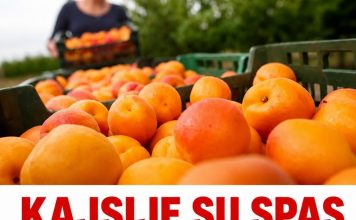 Kajsije su spas za jetru, crijeva i visok holesterol: Ova grupa ljudi nikako ne smije da ih jede