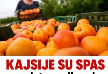 Kajsije mogu biti veliki saveznik za zdravlje, ali ova grupa ljudi treba da bude oprezna