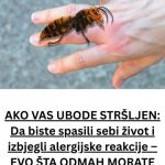 AKO VAS UBODE STRŠLJEN: Da biste spasili sebi život i izbjegli alergijske reakcije – EVO ŠTA ODMAH MORATE URADITI