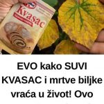 EV0 kako SUVI KVASAC i mrtve biljke vraća u život! 0vo vam niko neće reći!