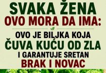 Ova biljka ČUVA kuću od zla i garantuje sretan BRAK i NOVAC: Obavezna je u kući!