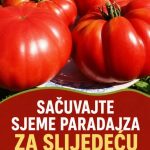 SAČUVAJTE SJEME PARADAJZA ZA SLIJEDEĆU GODINU: OVO JE NAJBOLJI NAČIN