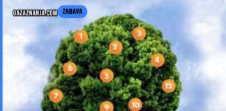 Drvo želja: Zamislite želju, odaberite plod i saznajte što vas čeka!