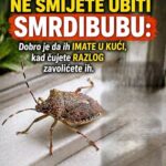 EVO ZAŠTO NIKAKO NE SMIJETE UBITI SMRDIBUBU: Dobro je da ih IMATE U KUĆI, kad čujete RAZLOG zavolićete ih