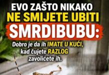 EVO ZAŠTO NIKAKO NE SMIJETE UBITI SMRDIBUBU: Dobro je da ih IMATE U KUĆI, kad čujete RAZLOG zavolićete ih