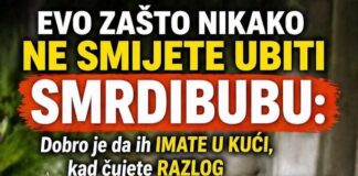 EVO ZAŠTO NIKAKO NE SMIJETE UBITI SMRDIBUBU: Dobro je da ih IMATE U KUĆI, kad čujete RAZLOG zavolićete ih