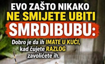 EVO ZAŠTO NIKAKO NE SMIJETE UBITI SMRDIBUBU: Dobro je da ih IMATE U KUĆI, kad čujete RAZLOG zavolićete ih