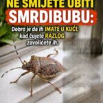 EVO ZAŠTO NIKAKO NE TREBA ZGNJEČITI SMRDIBUBU: Razlog je jednostavniji nego što mislite