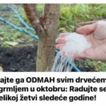 Dajte ga ODMAH svim drvećem i grmljem u oktobru: Radujte se velikoj žetvi sledeće godine!