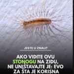 Ako vidite ovu stonogu na zidu, ne uništavajte je: Evo za šta je korisna
